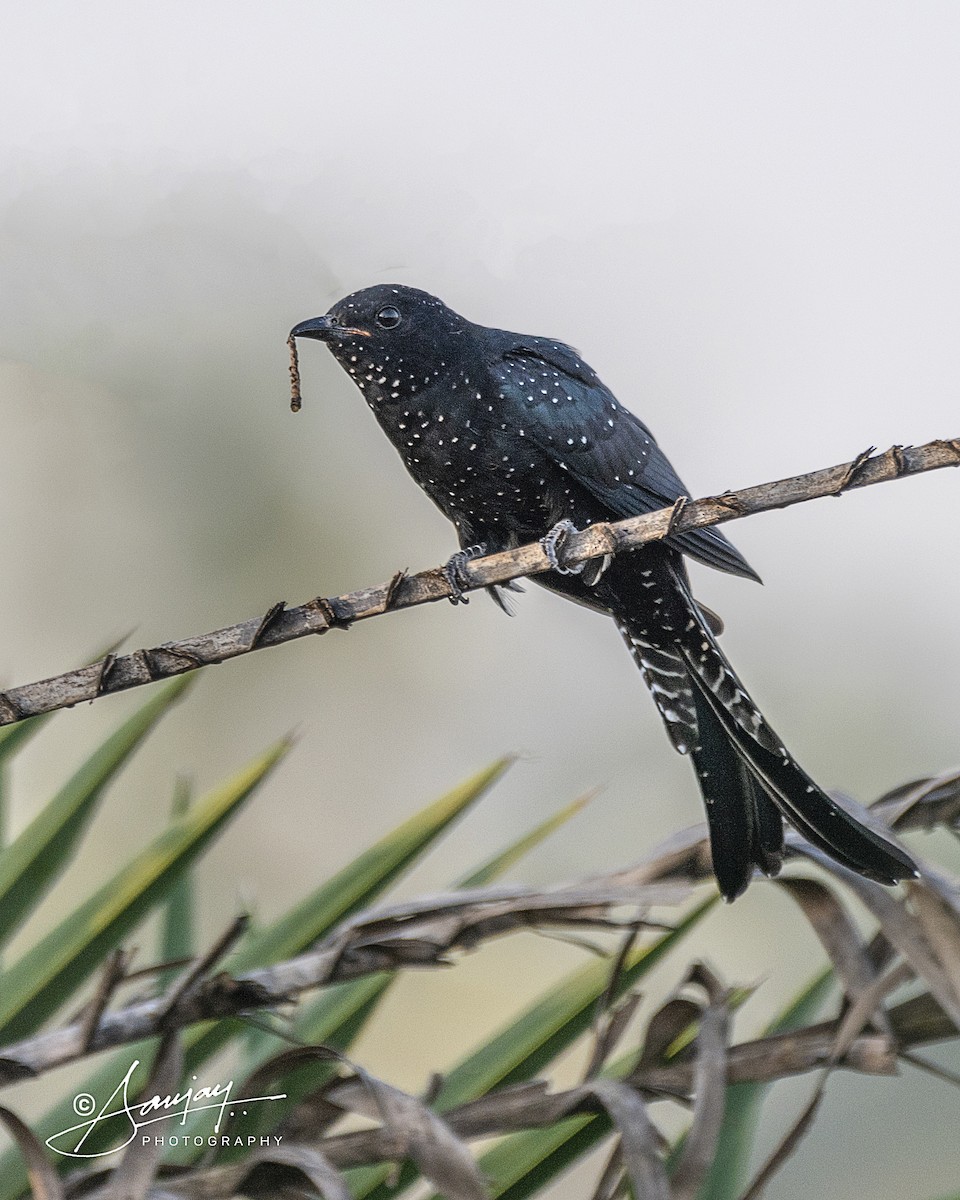 Fork-tailed Drongo-Cuckoo - ML645776932