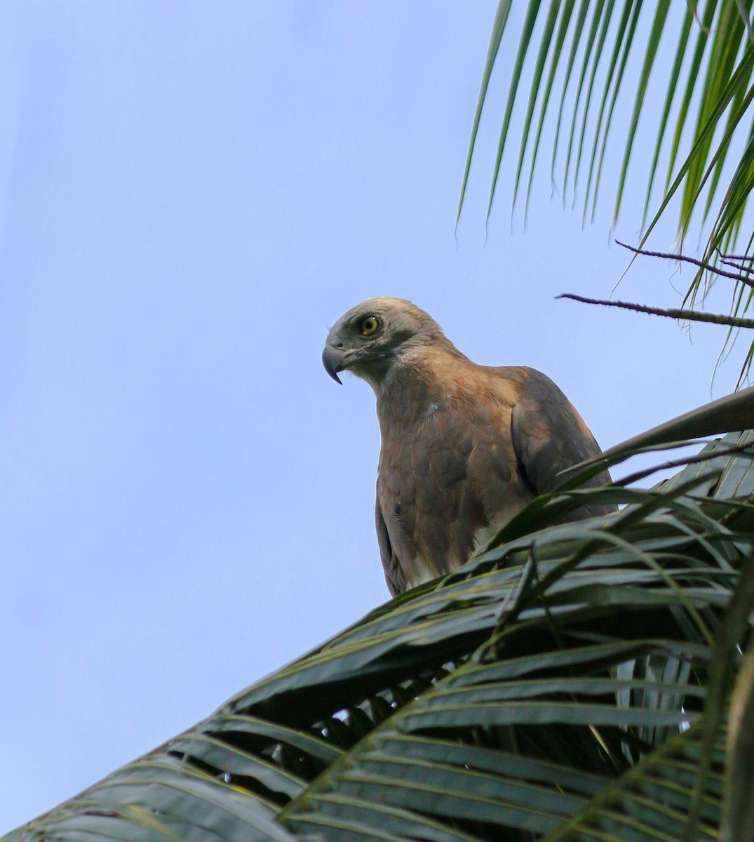 Gray-headed Fish-Eagle - ML645776933