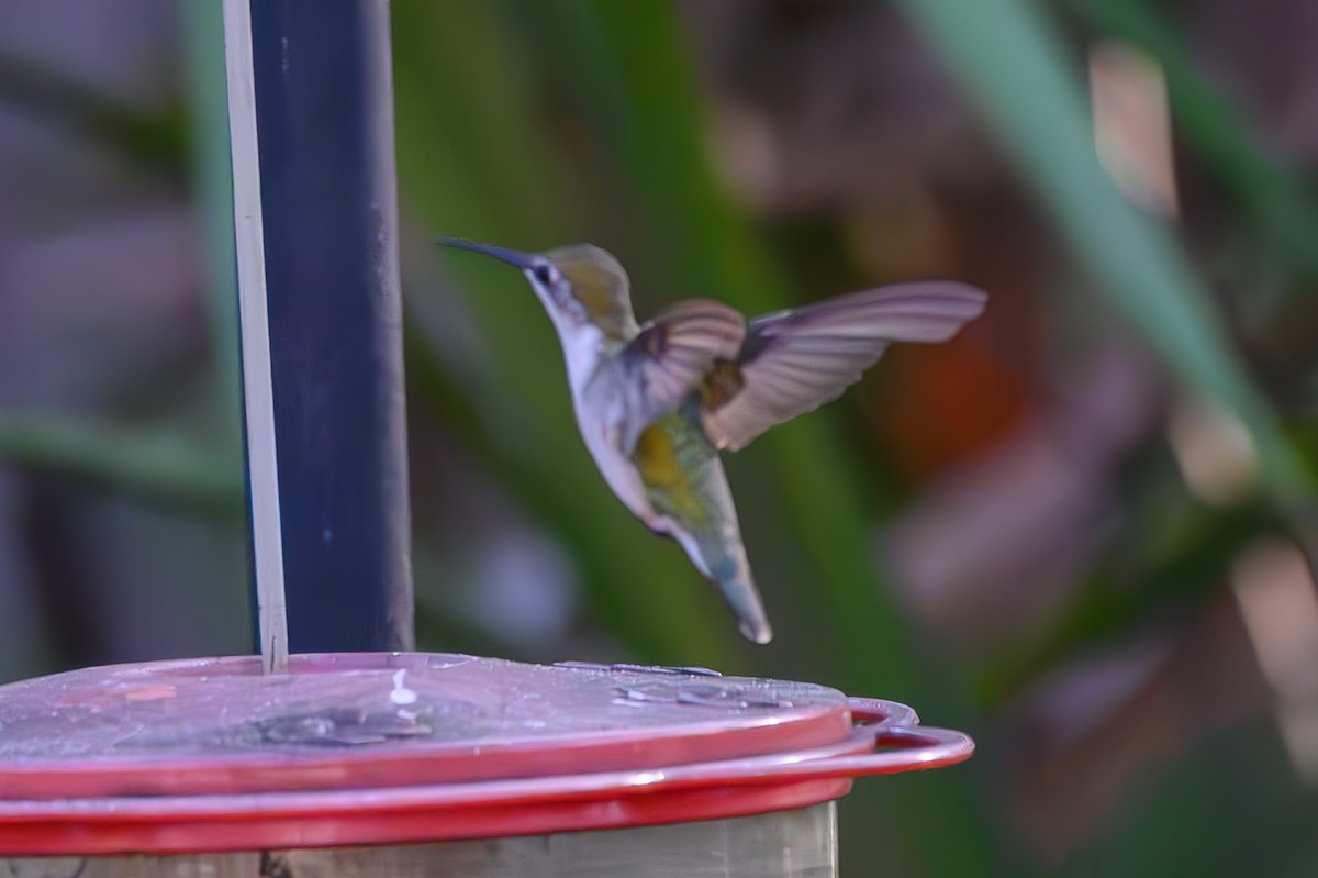 Колібрі рубіновогорлий - ML645776934