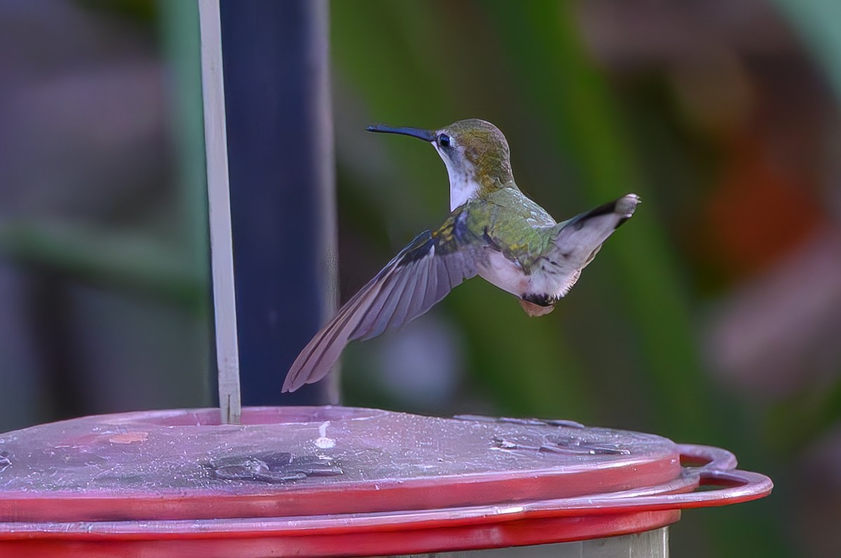 Колібрі рубіновогорлий - ML645776935