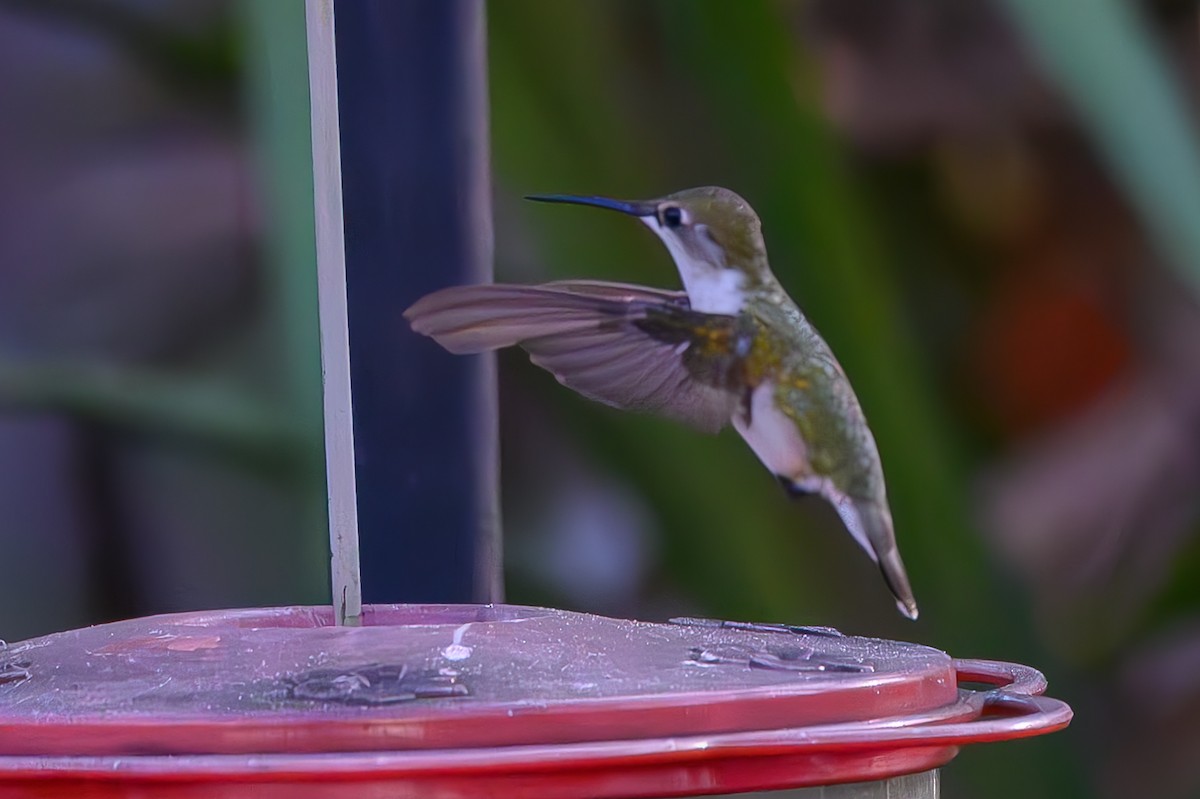 Колібрі рубіновогорлий - ML645776936