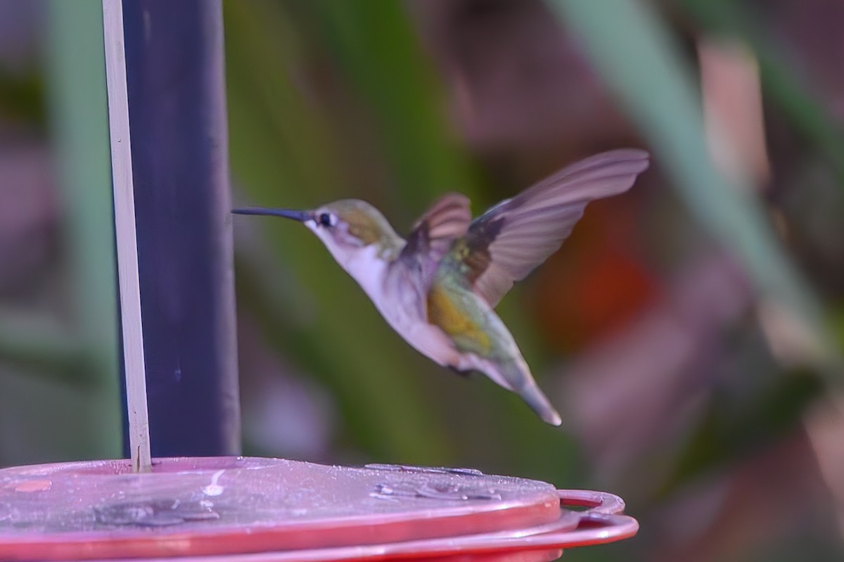 Колібрі рубіновогорлий - ML645776937