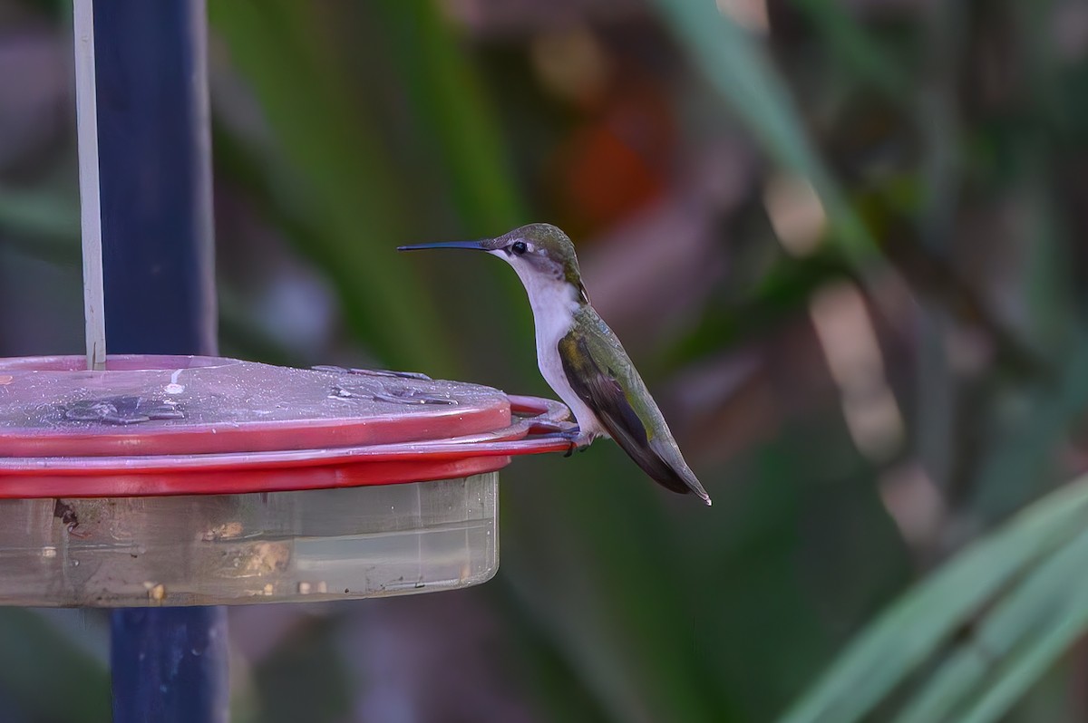 Колібрі рубіновогорлий - ML645776938