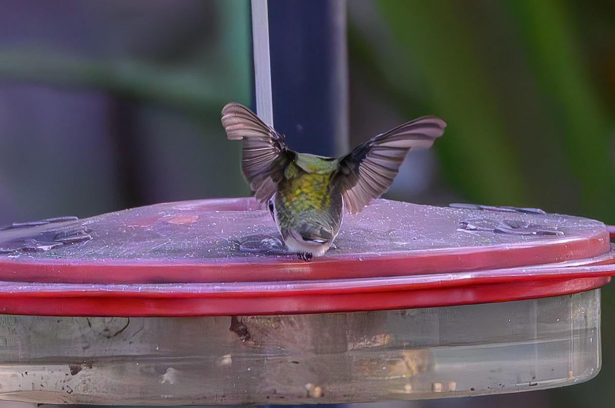 Колібрі рубіновогорлий - ML645776939