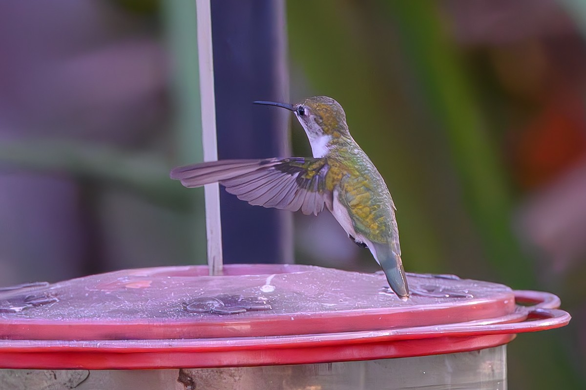 Колібрі рубіновогорлий - ML645776940