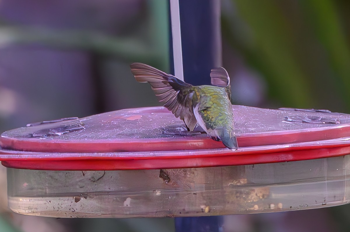 Колібрі рубіновогорлий - ML645776941