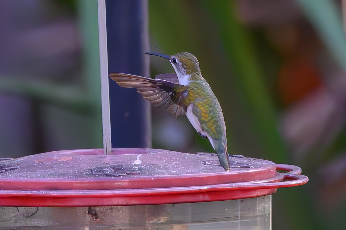 Колібрі рубіновогорлий - ML645776942