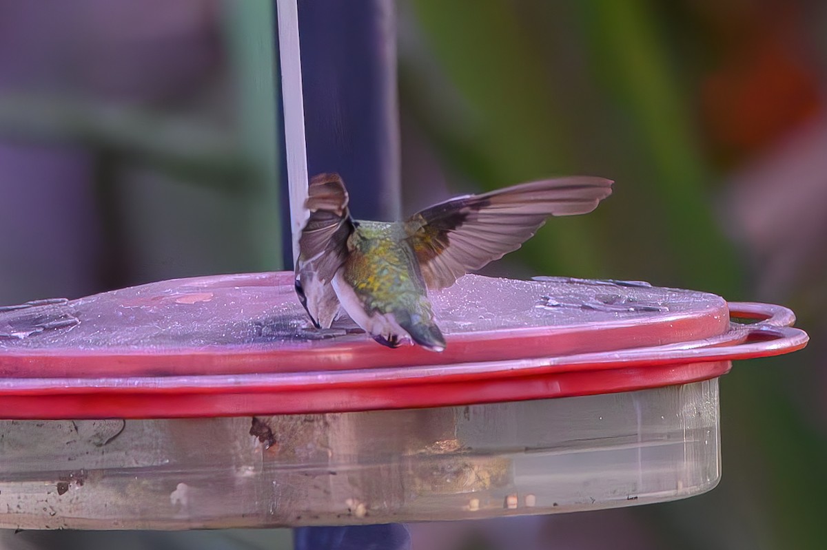 Колібрі рубіновогорлий - ML645776943