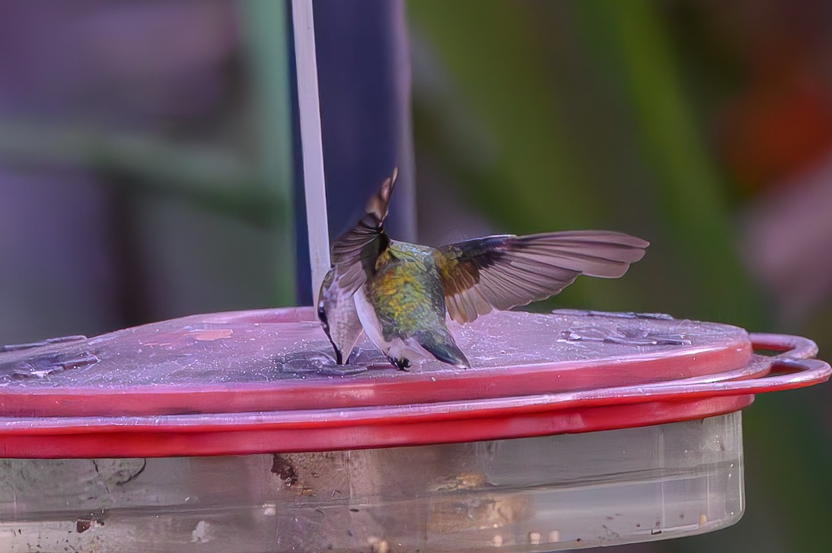 Колібрі рубіновогорлий - ML645776944