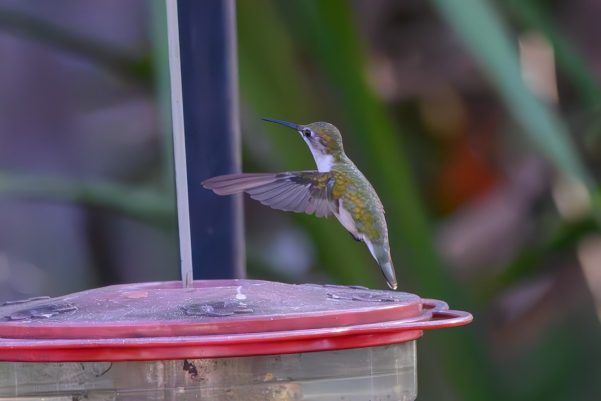 Колібрі рубіновогорлий - ML645776945