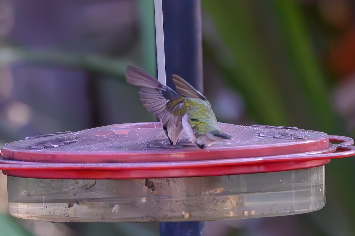 Колібрі рубіновогорлий - ML645776946