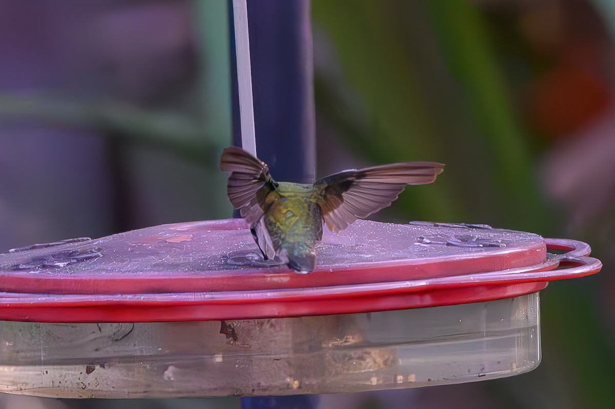 Колібрі рубіновогорлий - ML645776947