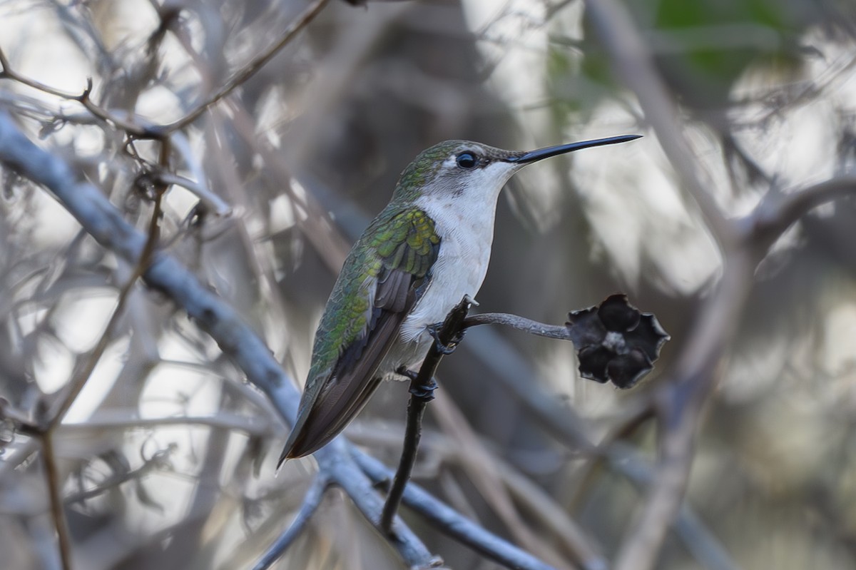 Колібрі рубіновогорлий - ML645776948