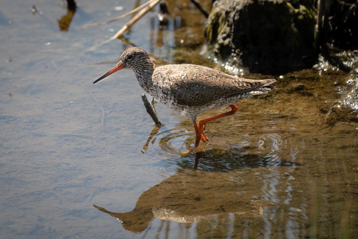 Common Redshank - ML645776950