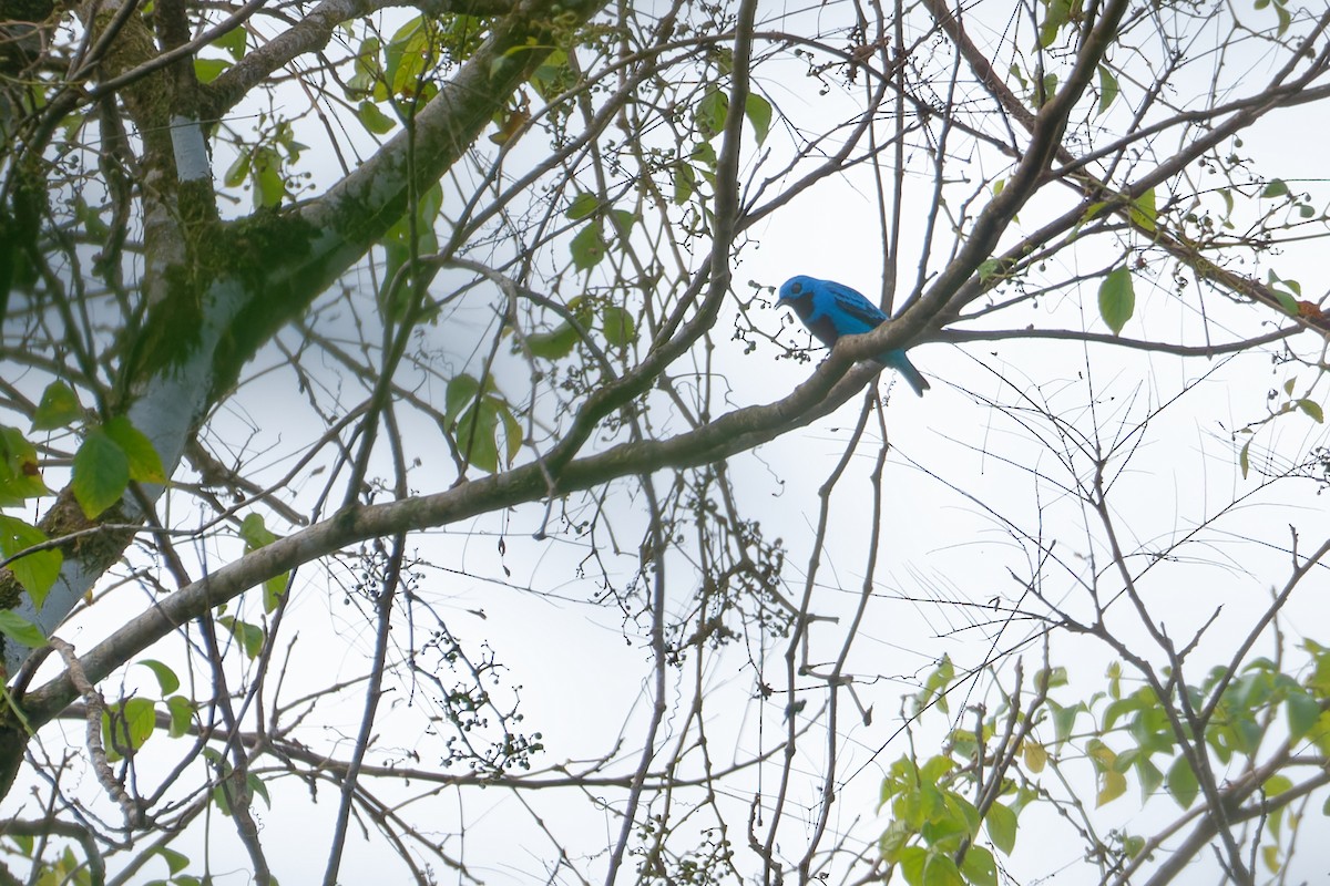 Turquoise Cotinga - ML645776951