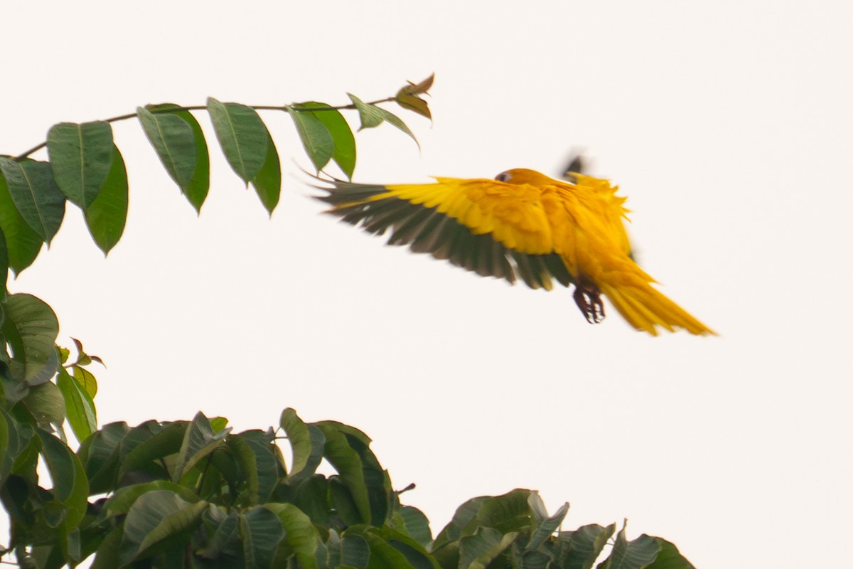 Golden Parakeet - ML645776952