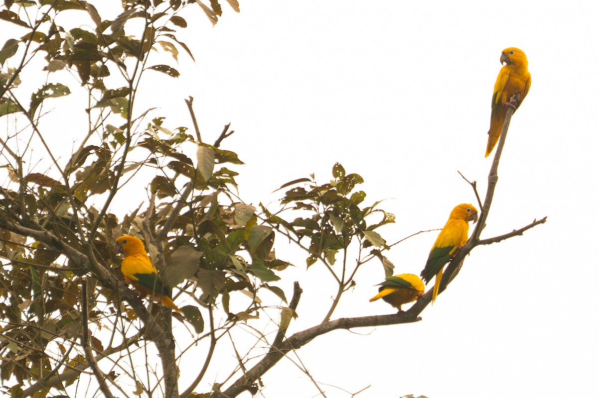 Golden Parakeet - ML645776953