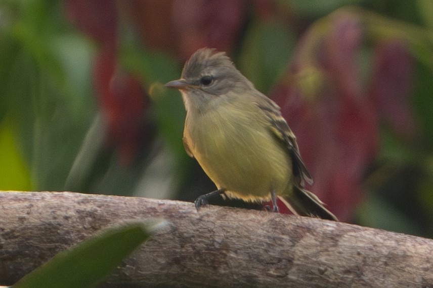 Southern Beardless-Tyrannulet - ML645776963