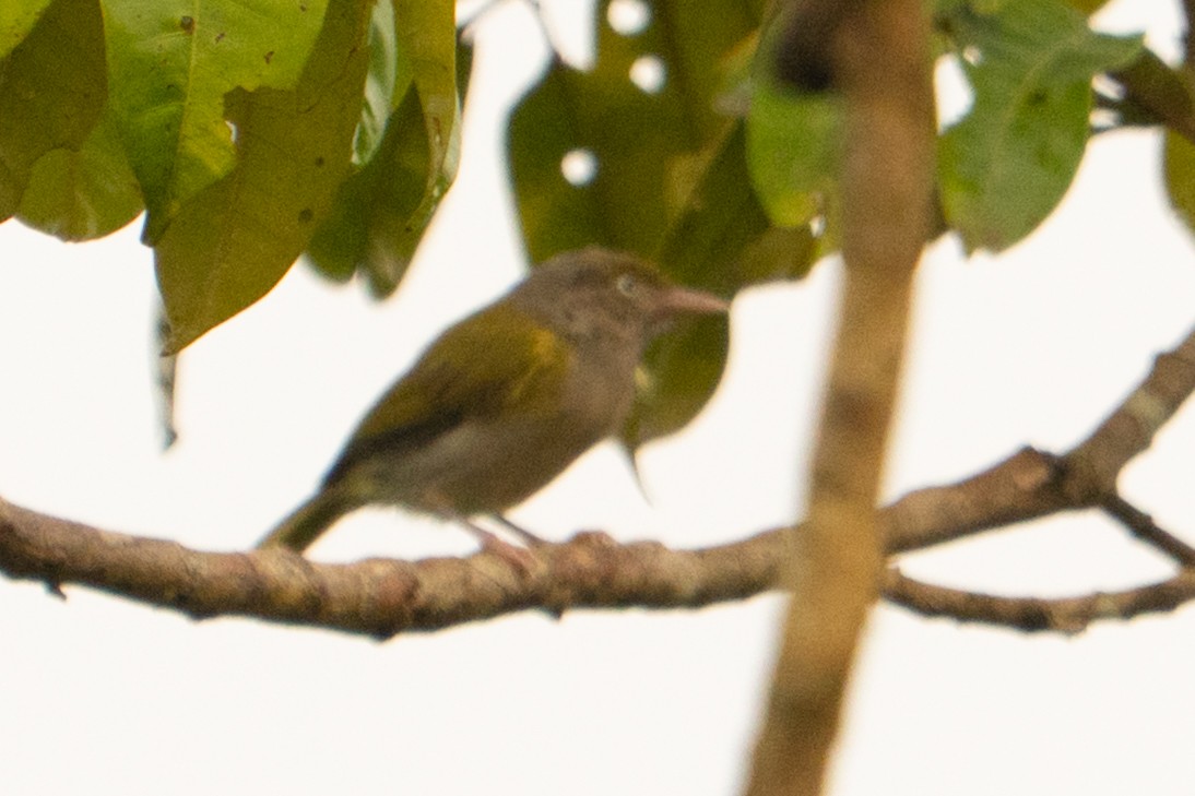 Gray-chested Greenlet - ML645776965