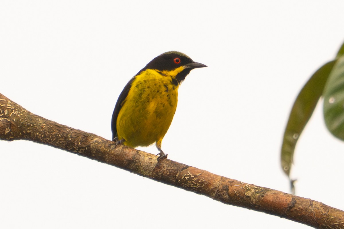 Yellow-bellied Dacnis - ML645776969