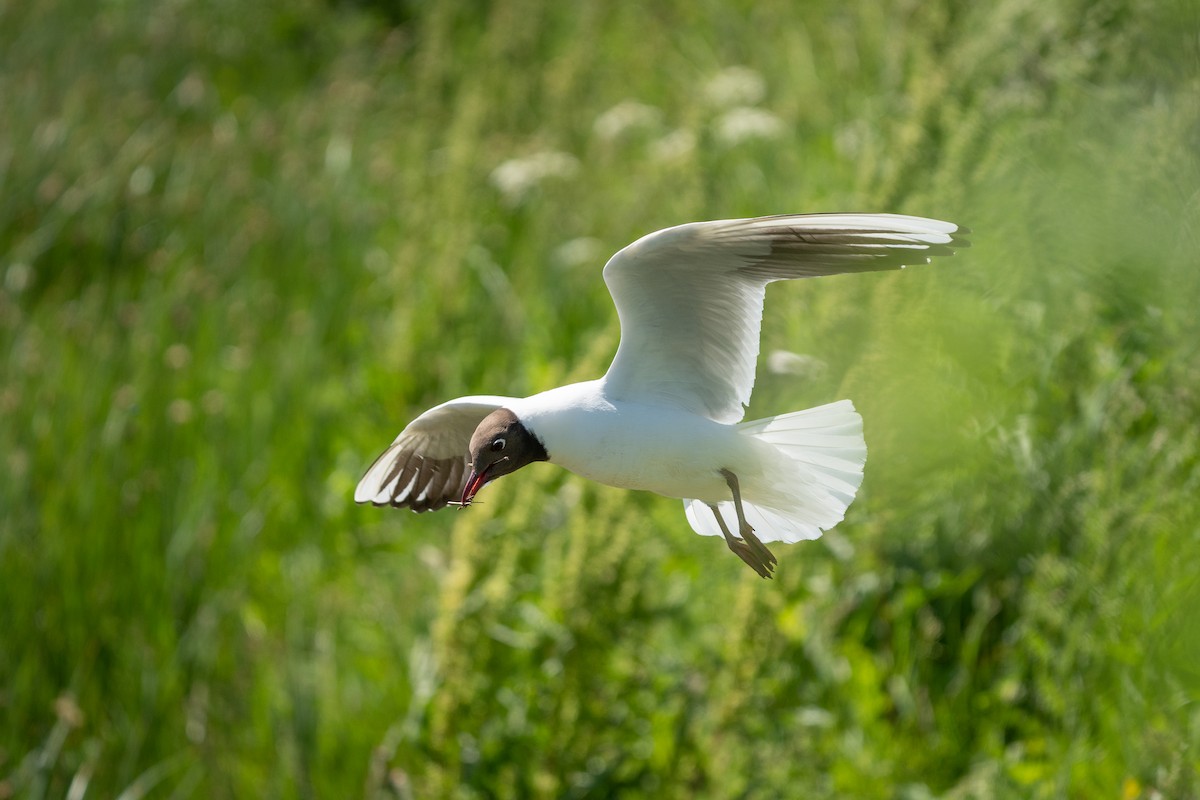 Black-headed Gull - ML645776974