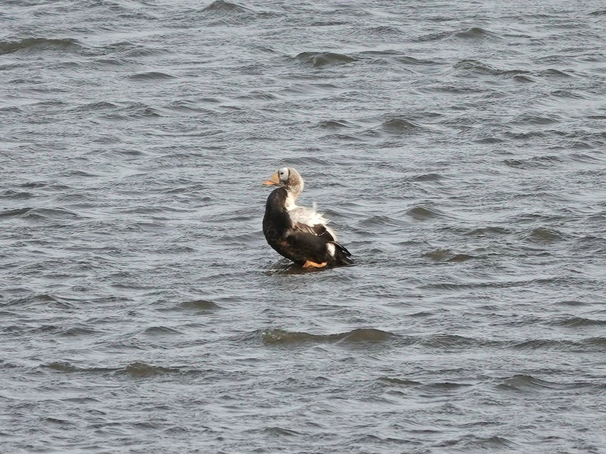 Spectacled Eider - ML645776985