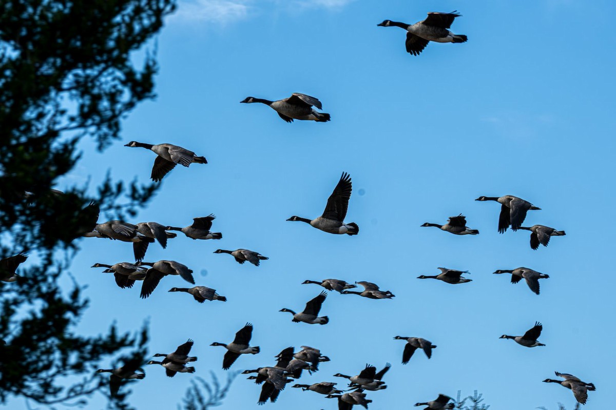 Barnacla Canadiense Grande - ML645777002