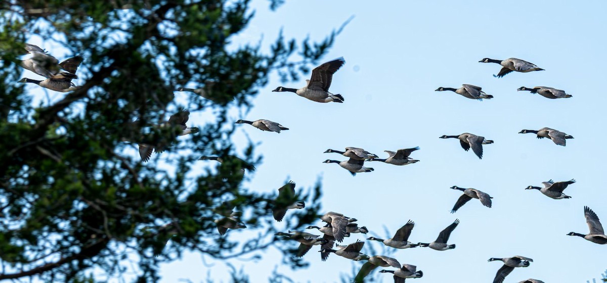 Barnacla Canadiense Grande - ML645777003