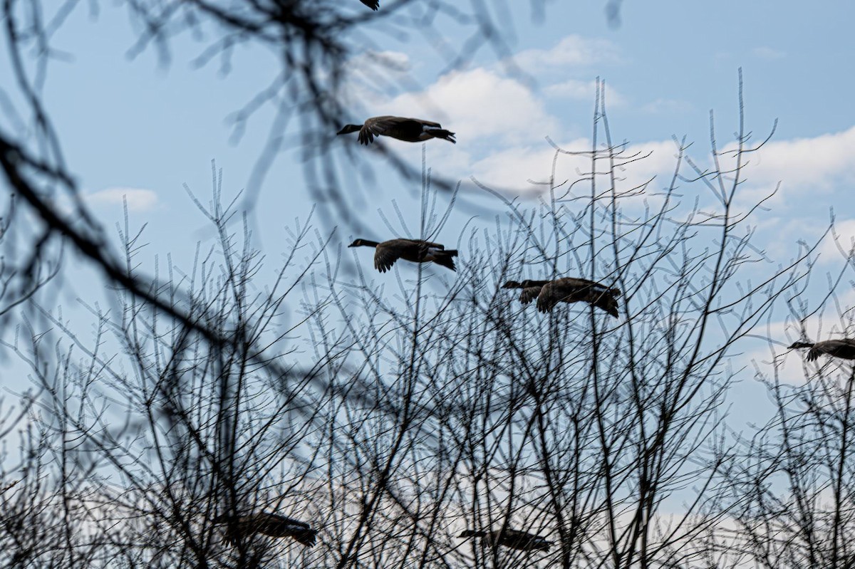 Barnacla Canadiense Grande - ML645777004