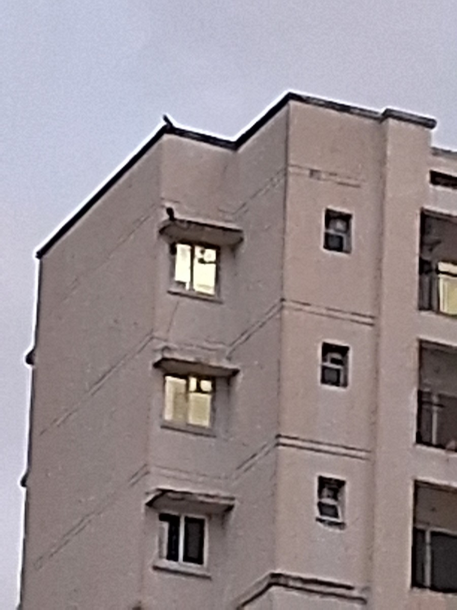 Peregrine Falcon - ML645777016