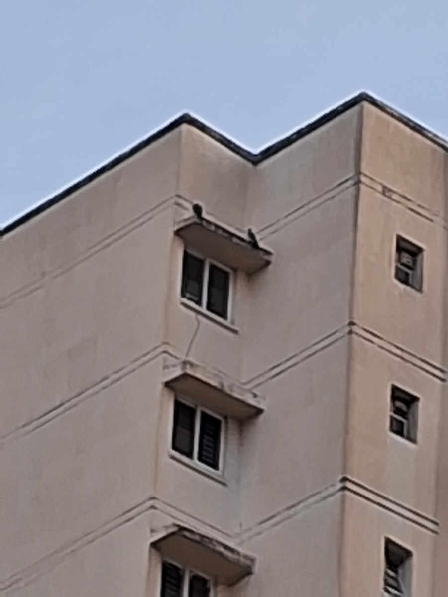 Peregrine Falcon - ML645777017