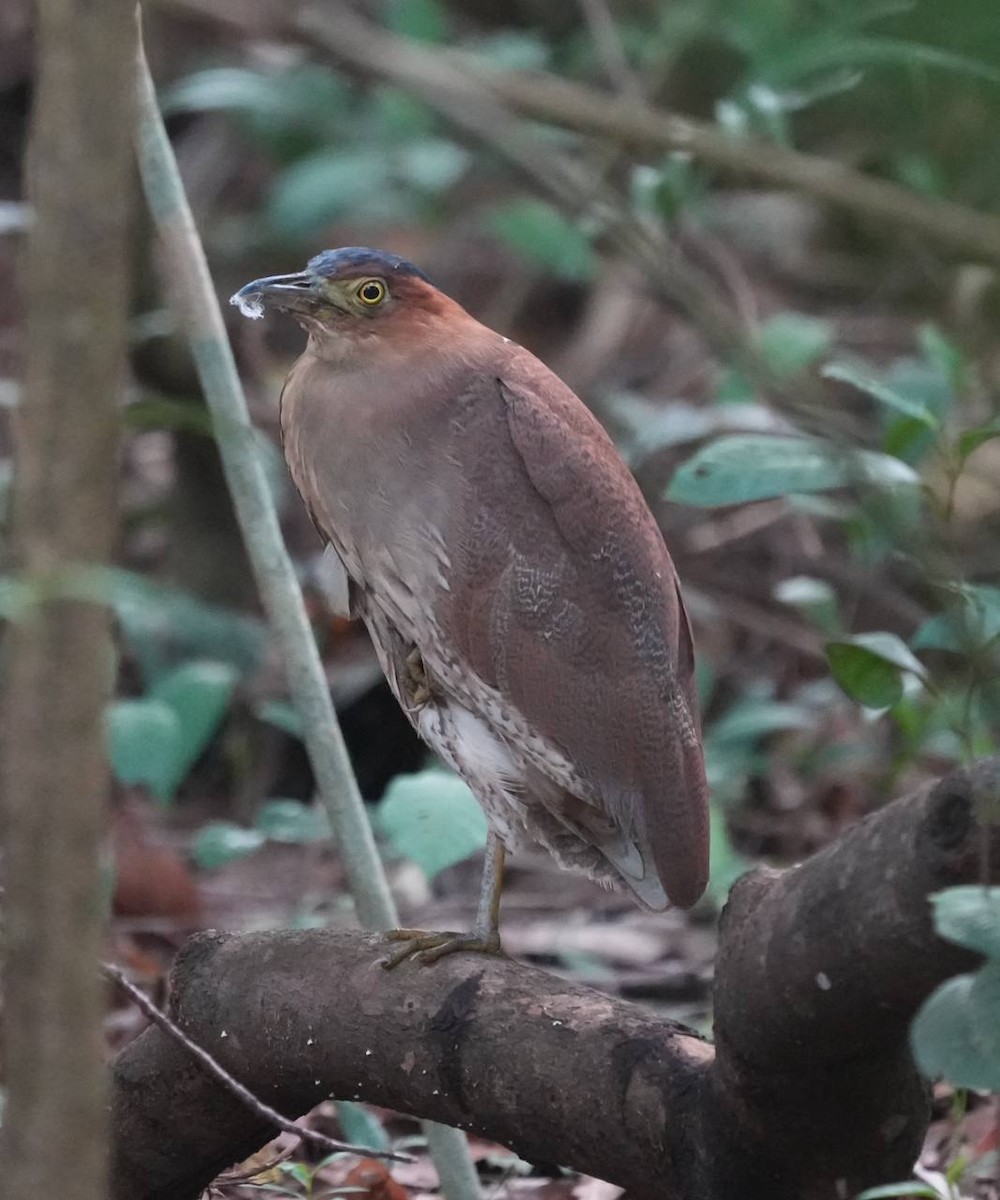 Malay Gece Balıkçılı - ML645777072