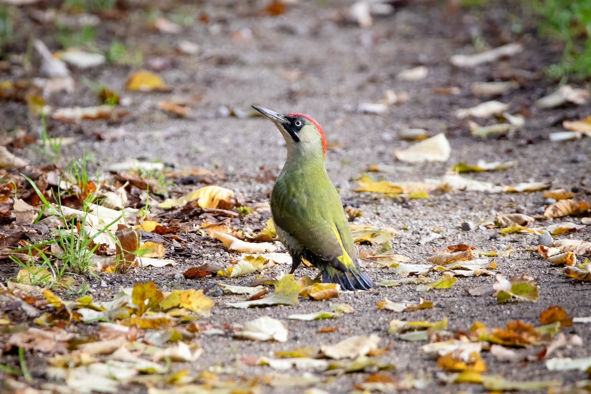 נקר ירוק - ML645777081