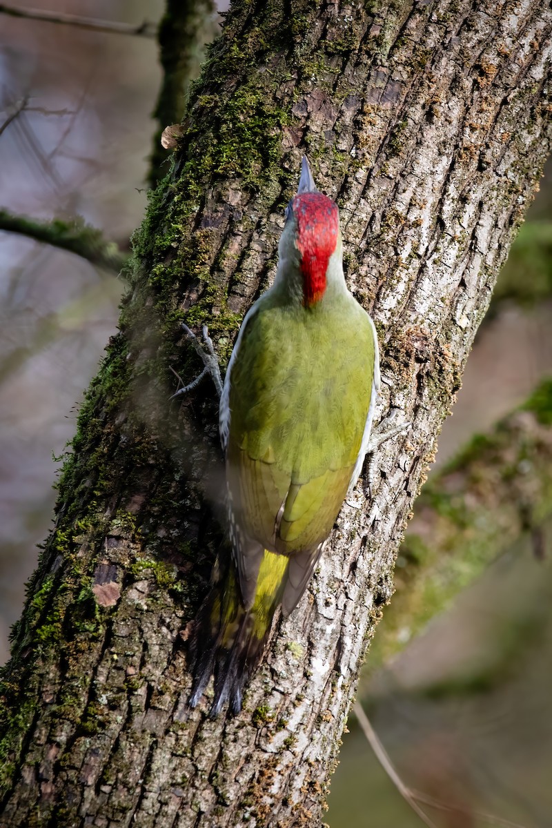 נקר ירוק - ML645777082
