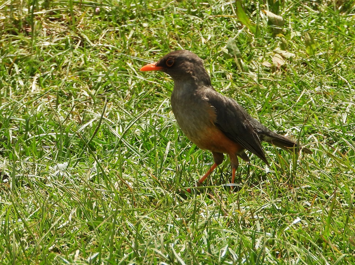 Эфиопский дрозд - ML645777083