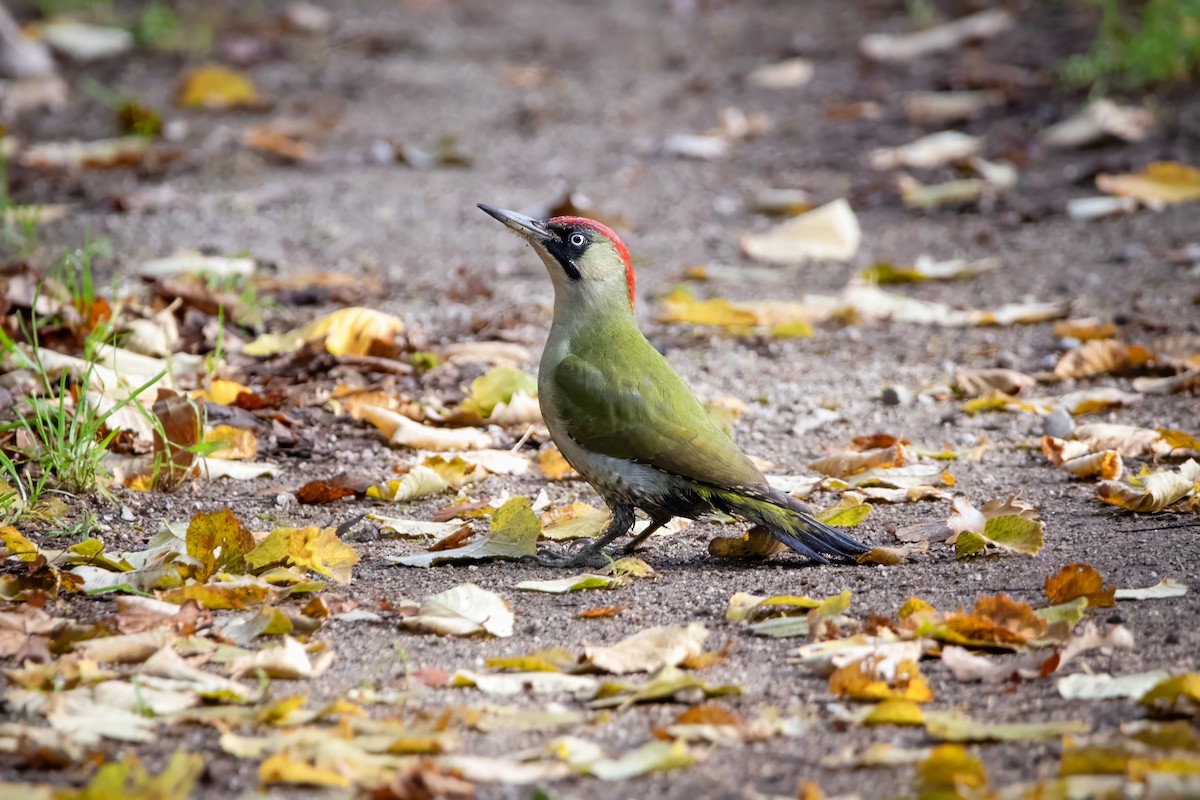נקר ירוק - ML645777118