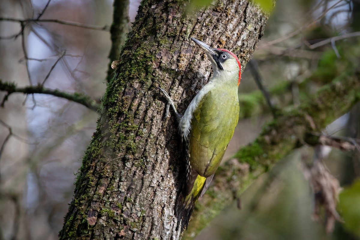 נקר ירוק - ML645777120