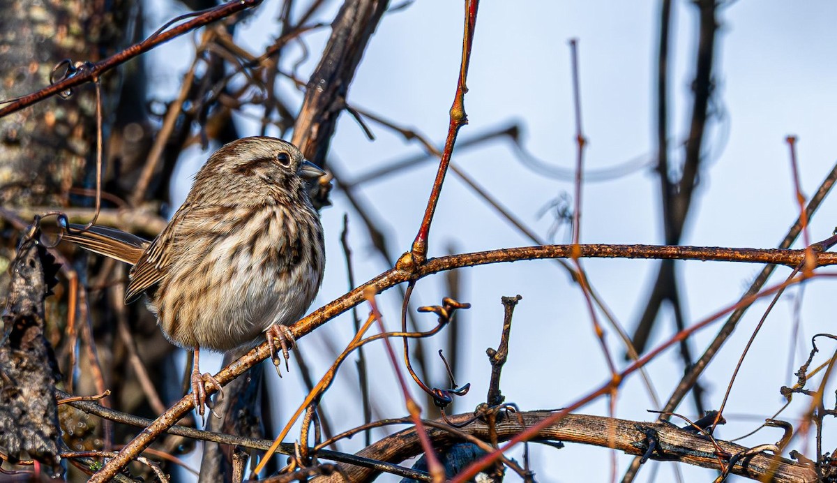Пасовка співоча - ML645777145