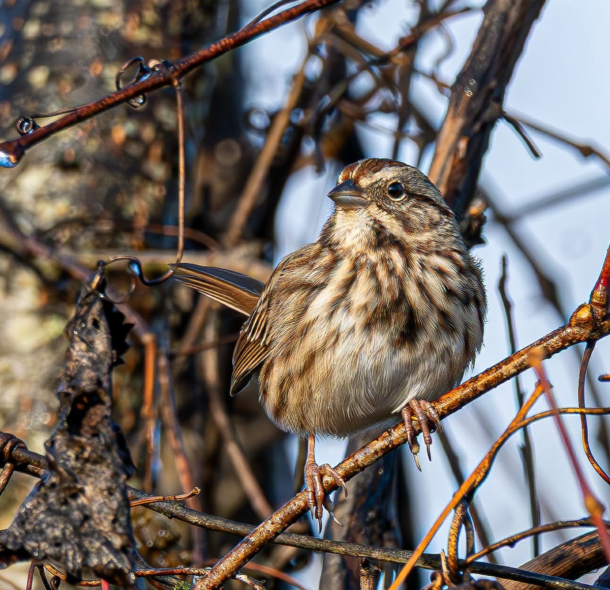 Пасовка співоча - ML645777147