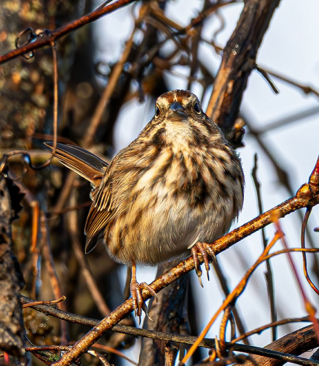 Пасовка співоча - ML645777148