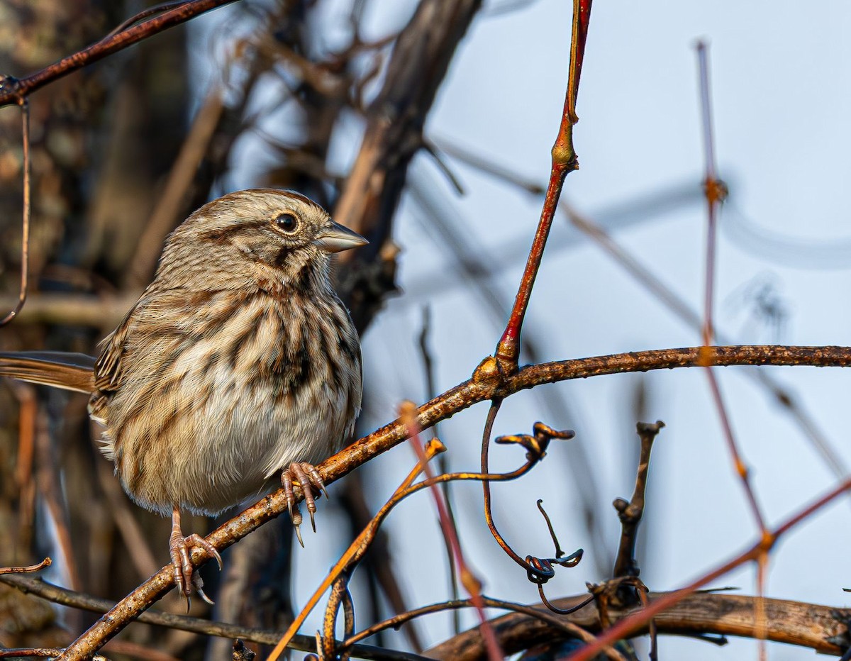 Пасовка співоча - ML645777149