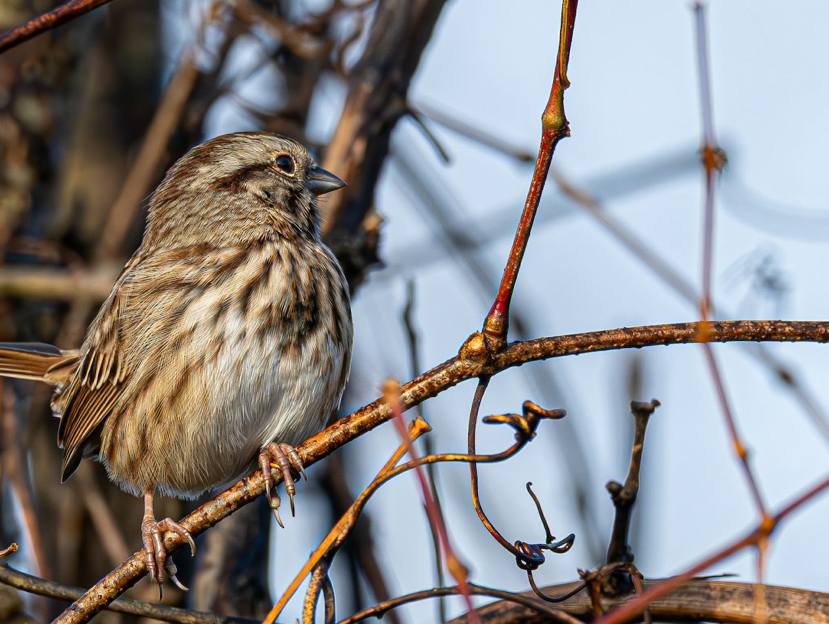 Пасовка співоча - ML645777150