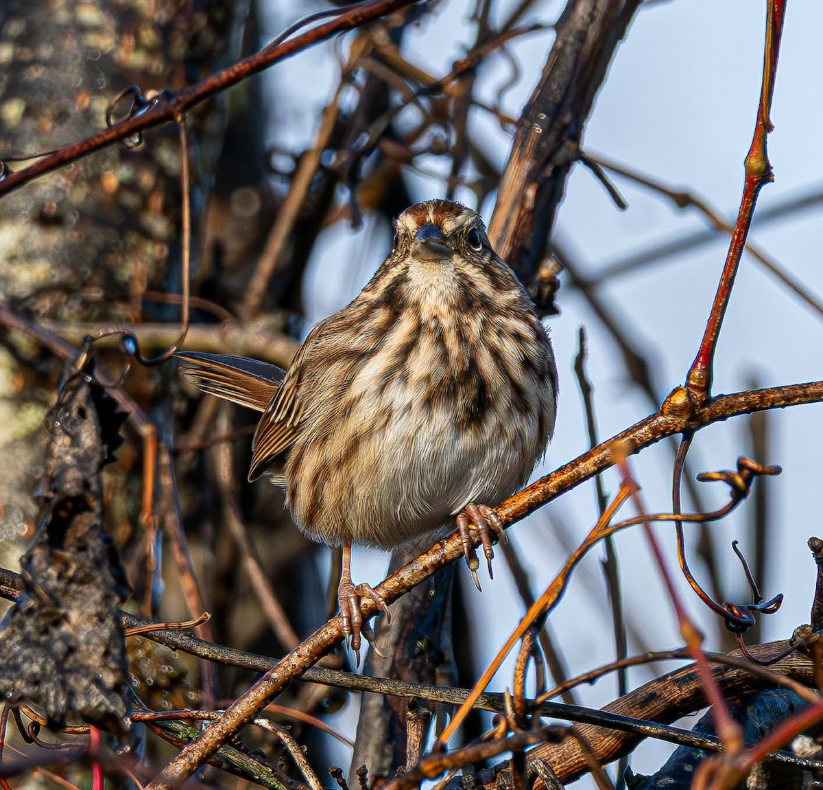 Пасовка співоча - ML645777151