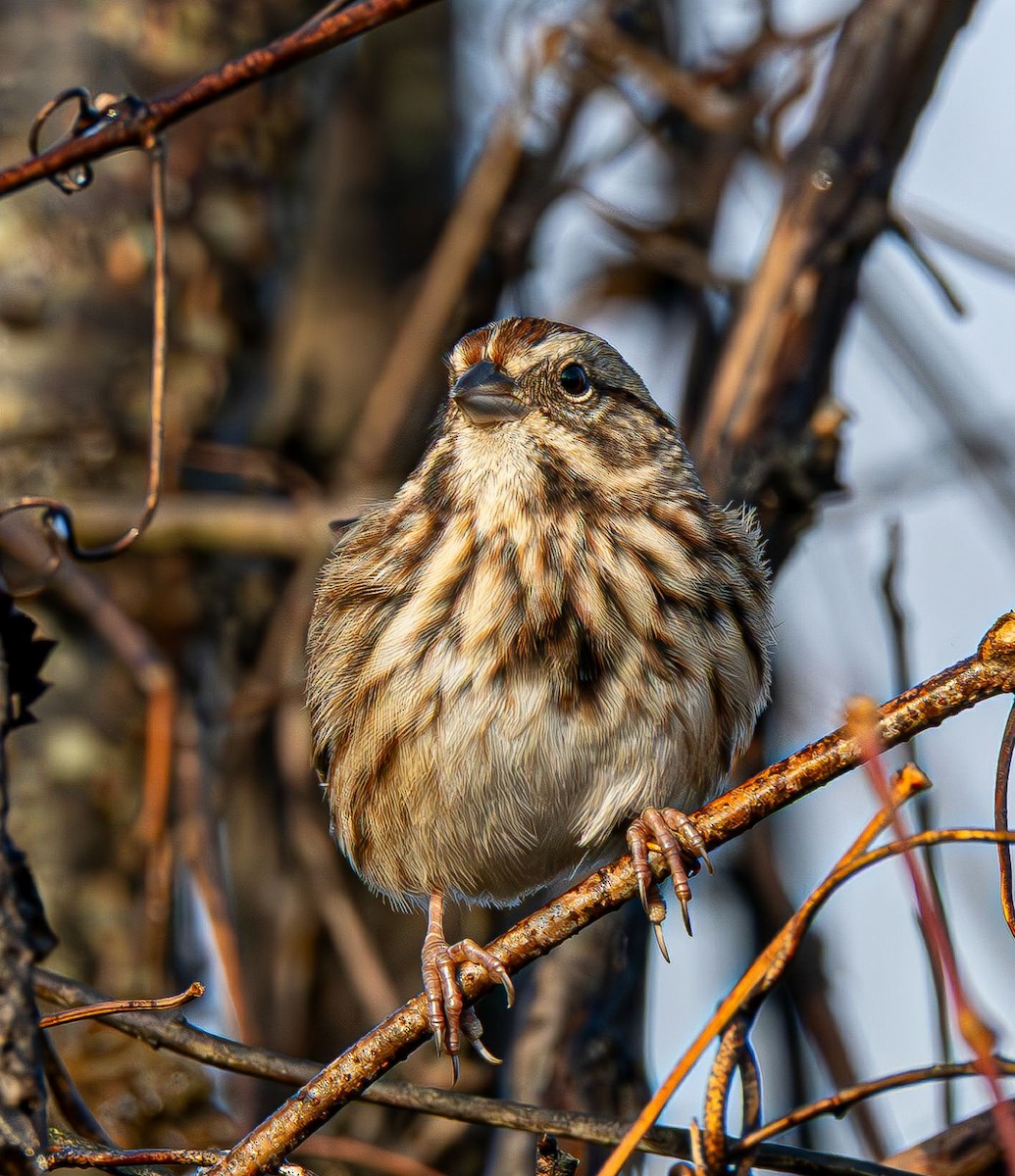 Пасовка співоча - ML645777153
