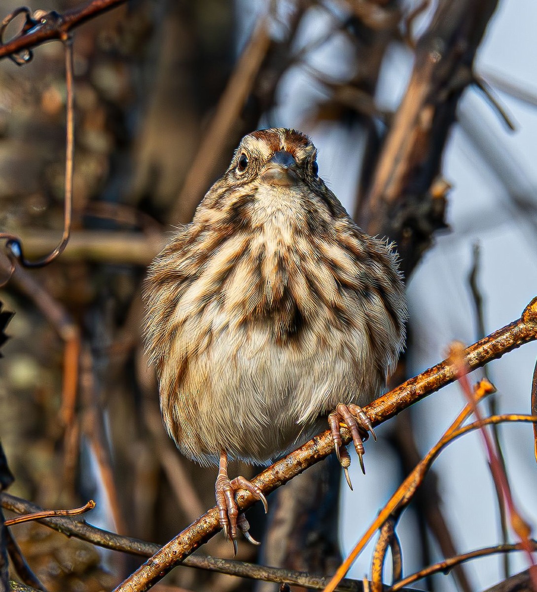 Пасовка співоча - ML645777154