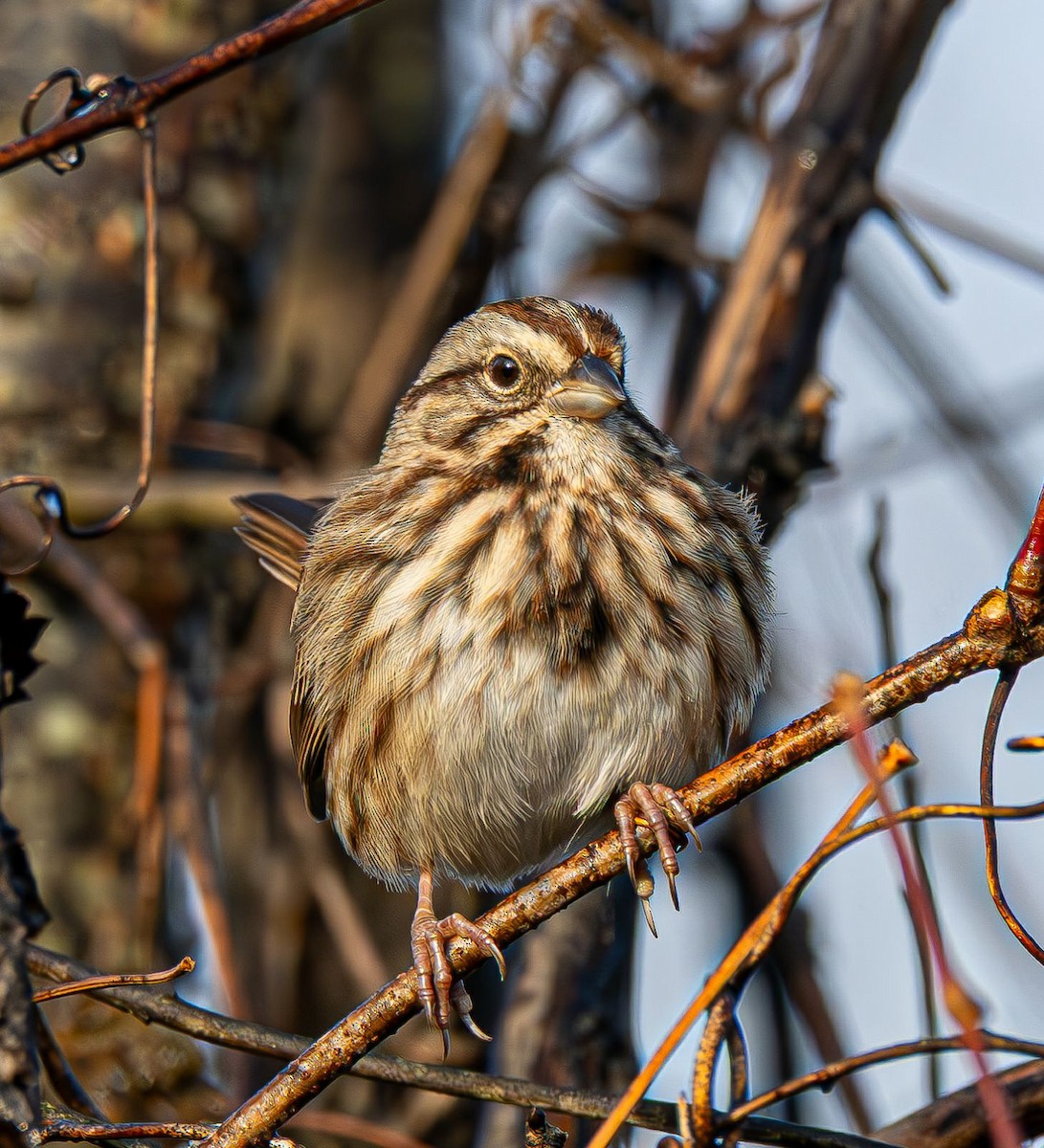 Пасовка співоча - ML645777155