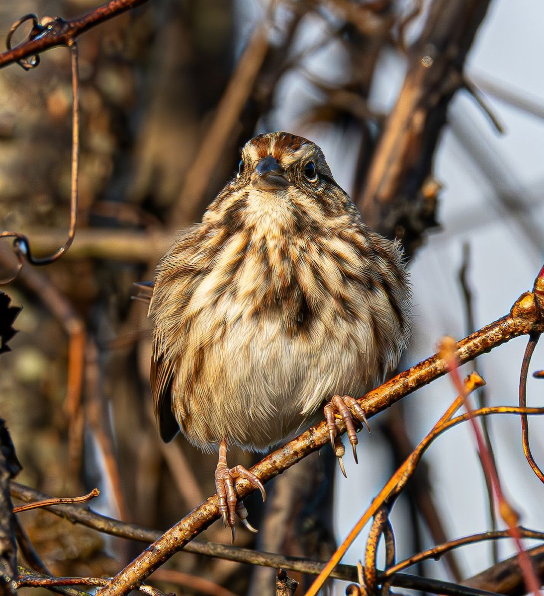 Пасовка співоча - ML645777156