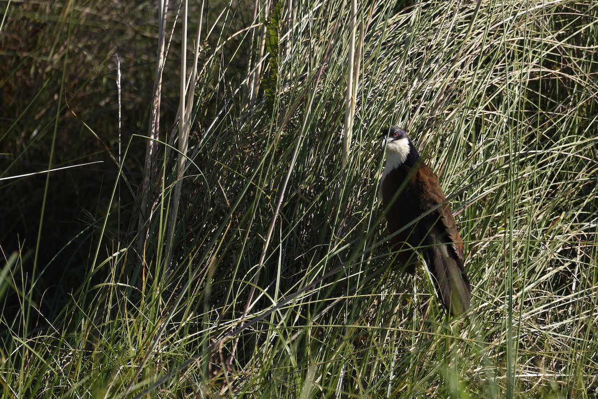 Коукал ангольський - ML645777157