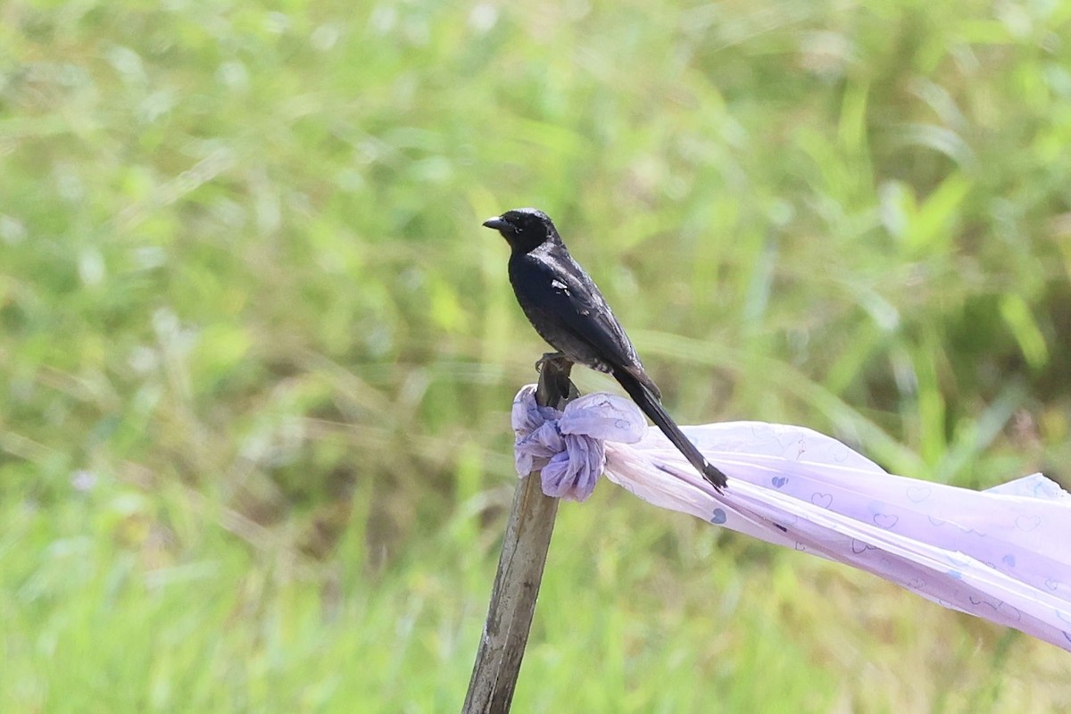 Дронго чорний - ML645777158