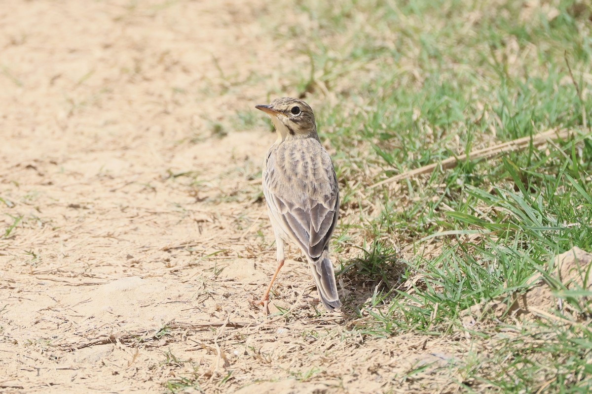Щеврик іржастий - ML645777161